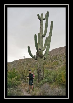 Big cactus!
