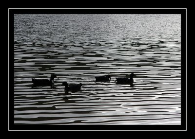 Ducks at Canyon Lake