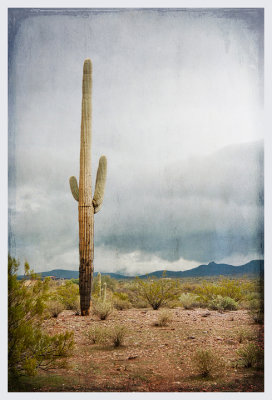 Lone cactus