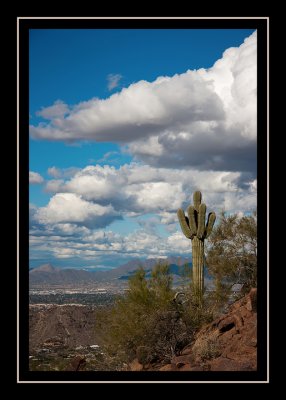 Cactus on the ridge