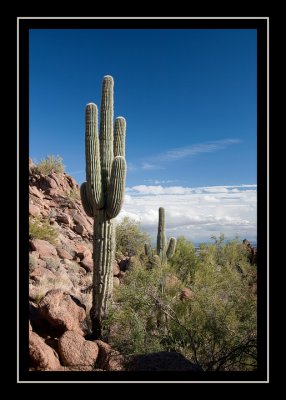 And another cactus