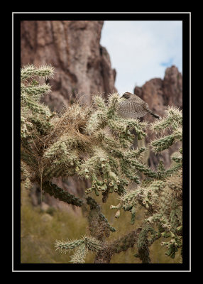 Cactus wren and its nest