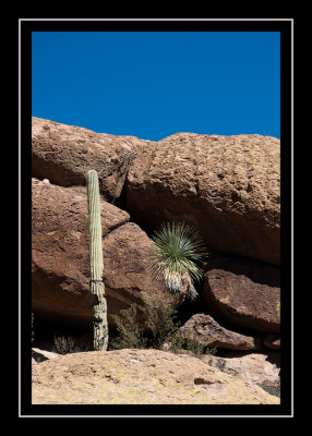Cactus and yucca