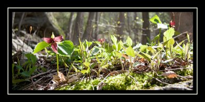 Signs of spring - trillium!