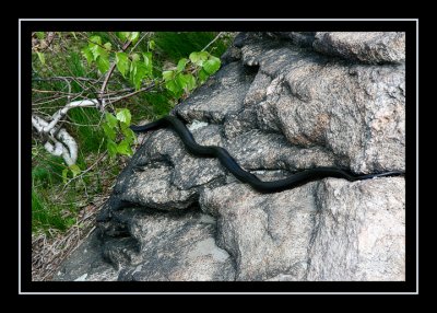 Black rat snake on Breakneck Ridge