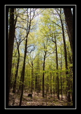 Spring green on Alander Mountain