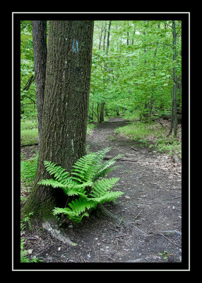 Many ferns on the trail