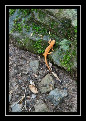 Red eft