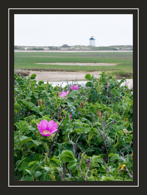 Sea roses and Wood End lighthouse in the distance