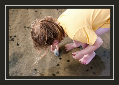 A clam at Sunken Meadow beach