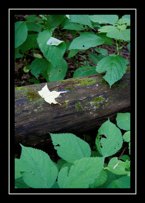 White leaf in a sea of green