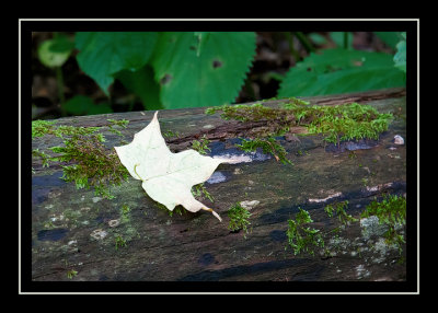 White leaf in a sea of green