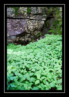 Carpet of green