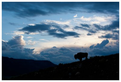 Solitary bison in Lamar Valley at sunset