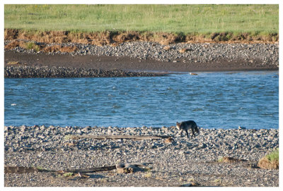 Wolf in Lamar Valley
