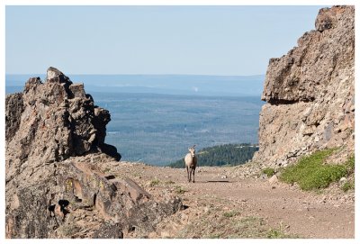 A fellow hiker