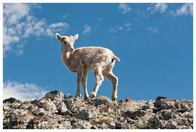 Lamb on Mt. Washburn