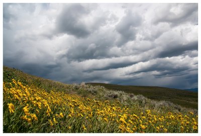 Sunflowers and storm clouds