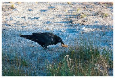 A crow with his prize