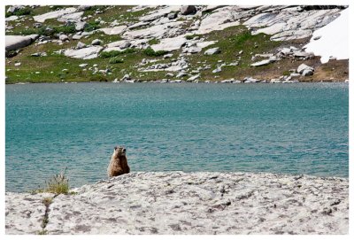 Marmot!