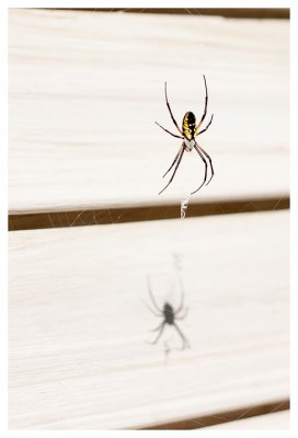 Spider