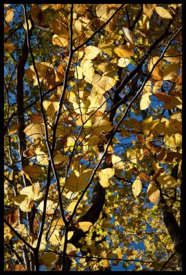 Sunlit yellow leaves