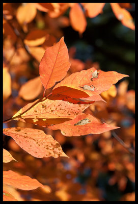 Fall!