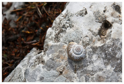 A shell along the trail