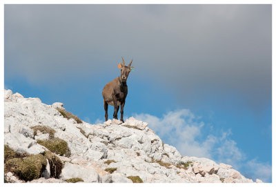 A chamois on Croda del Becco