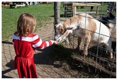 Norah feeding the goats