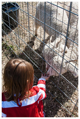 Angora sheep