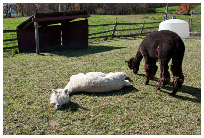 Alpacas