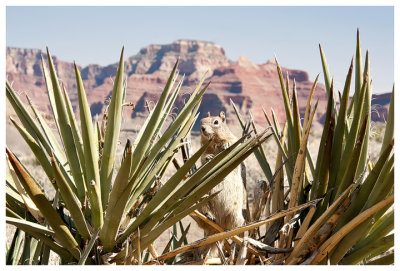 A ground squirrel poses for a picture