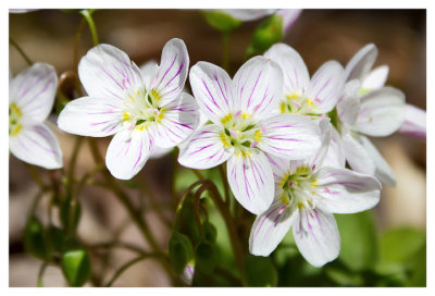 More of the spring beauties