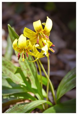 Trout lillies