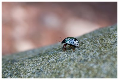 An unidentified beetle