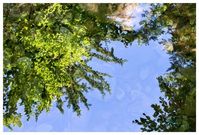 Tree reflection