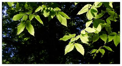 Lit leaves