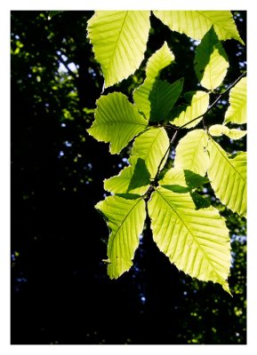 Leaf glow