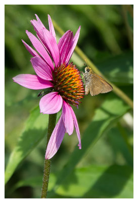 Moth