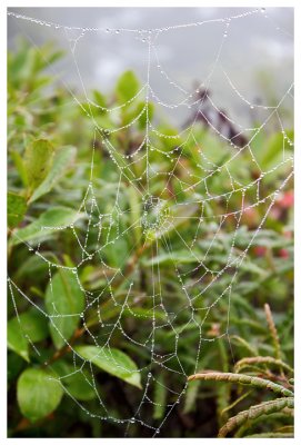 Morning dew highlights a web