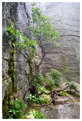 Corner tree