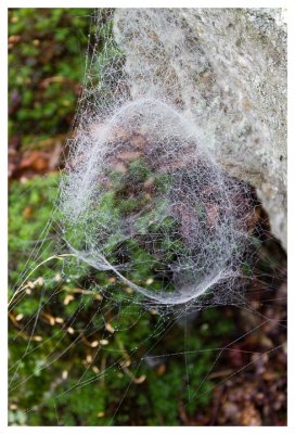 Orb web