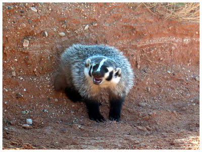 Badger