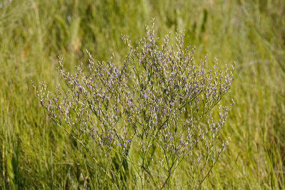 sea lavender180.jpg