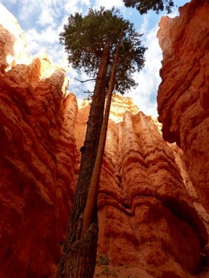 141 Bryce Canyon Navajo Queens Hike 16.jpg
