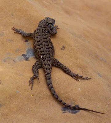 702 Mesa Verde Lizard.jpg