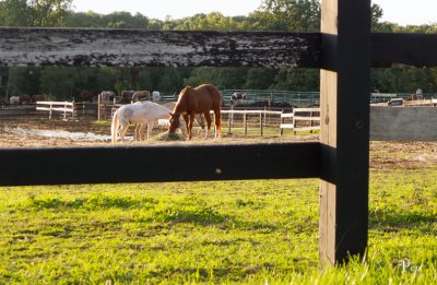 Horses at late evening