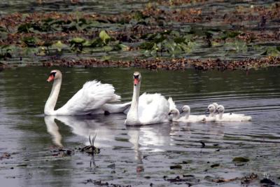 May 29, 2006 - Swans and cygnets