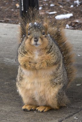 Jan. 2, 2008 - Oh nuts! The world's fattest squirrel